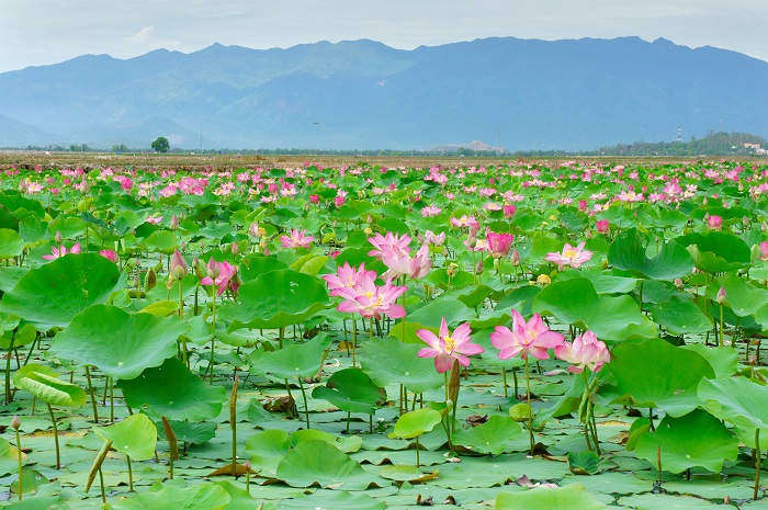 khu-du-lich-sinh-thai-dong-sen-thap-muoi
