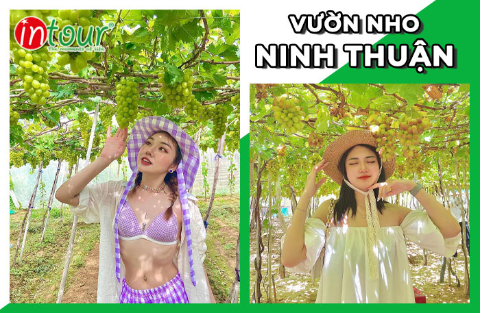 Vườn Nho Ninh Thuận INTOUR