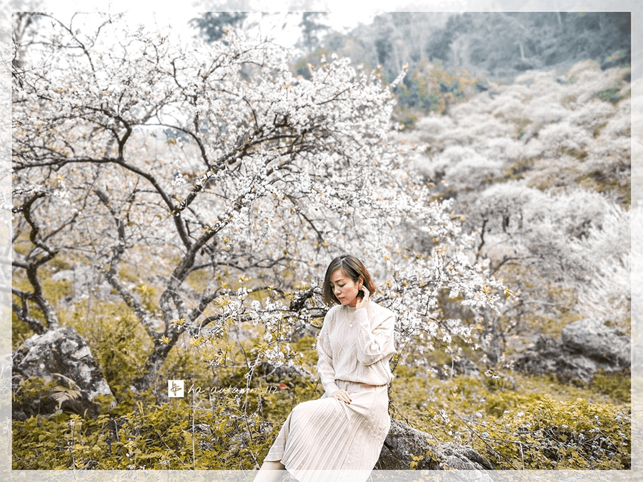 Review Những Mùa Hoa Đẹp Nhất Hà Giang Review Những Mùa Hoa Đẹp Nhất Hà Giang