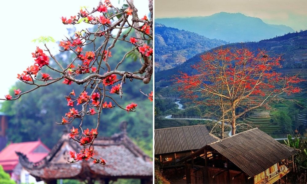 Review Những Mùa Hoa Đẹp Nhất Hà Giang Review Những Mùa Hoa Đẹp Nhất Hà Giang