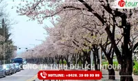 Tour Du Lịch Hàn Quốc Incheon - Đảo Nami - Everland - City Tour 4 Ngày 4 Đêm 2026