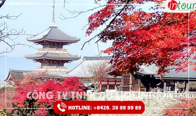 Tour Du Lịch Nhật Bản Tokyo – Kyoto – Osaka 7 Ngày 6 Đêm Năm 2026