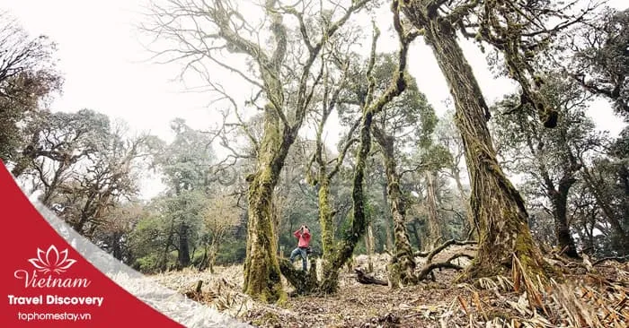 Tour Trekking Leo Núi Khang Su Văn 3 Ngày 2 Đêm Năm 2026