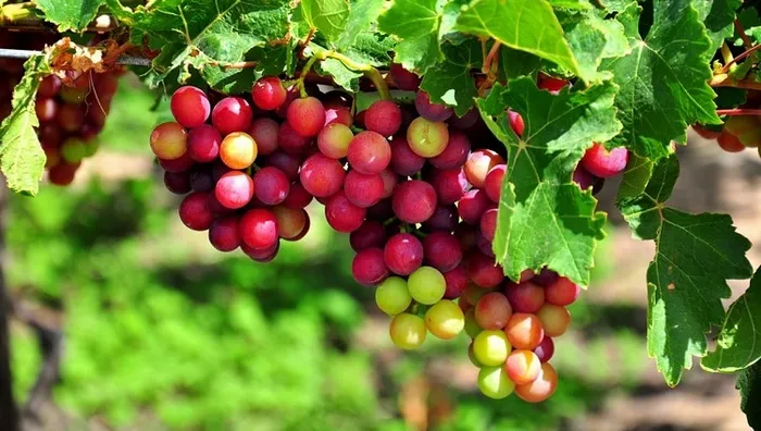 Những món ăn đặc sản phải thử khi đến Ninh Thuận