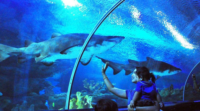 Hành Trình Khám Phá Thủy Cung Aquaria KLCC Malaysia