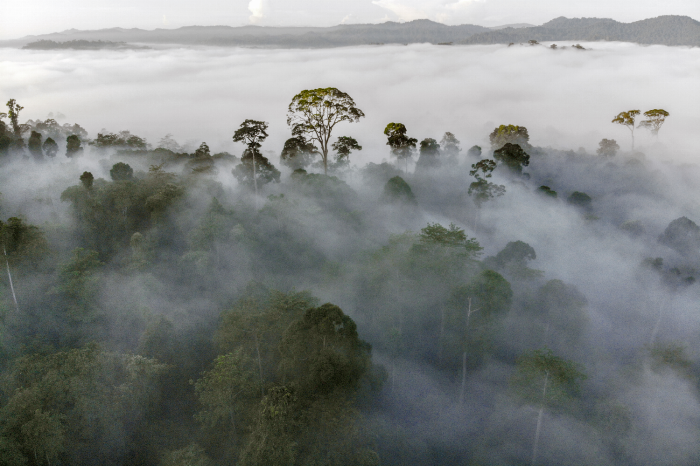 Chạm Vào Kỳ Quan Thung Lũng Danum Valley Malaysia