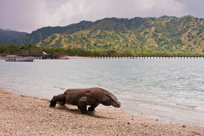 Vườn Quốc Gia Komodo Indonesia: Vùng Đất Của Rồng