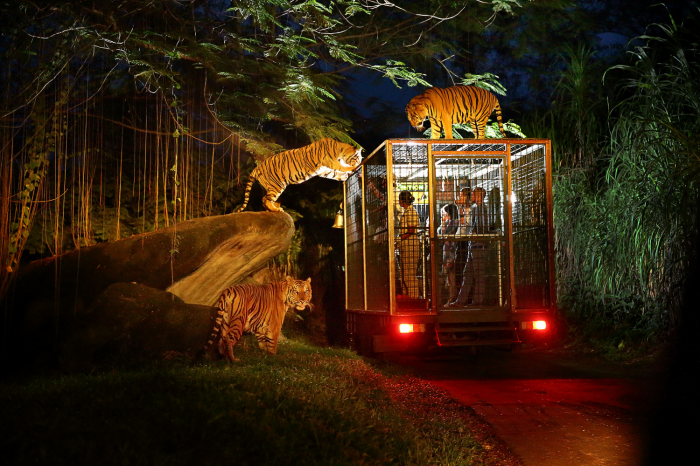 Đêm Diệu Kỳ Cùng Night Safari Singapore