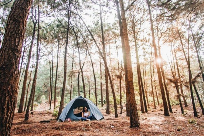 Review Rừng Thông Yên Minh Đồng Văn Hà Giang