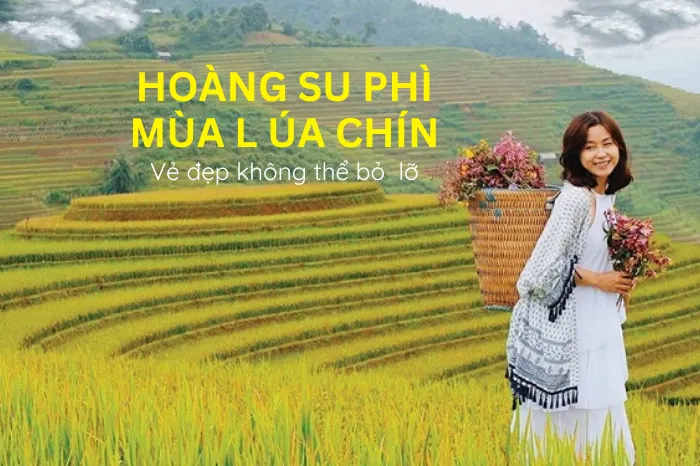 Review Ruộng Lúa Hoàng Su Phì Hà Giang